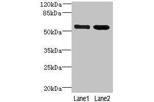Western blot All lanes: EFCAB14 antibody at 4 μg/mL Lane 1: Colo320 whole cell lysate Lane 2: Hela whole cell lysate Secondary Goat polyclonal to rabbit IgG at 1/10000 dilution Predicted band size: 56 kDa Observed band size: 56 kDa