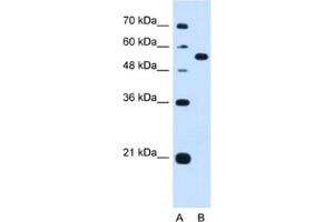 Western Blotting (WB) image for anti-Lectin, Mannose-Binding, 1 (LMAN1) antibody (ABIN2462990) (LMAN1 anticorps)