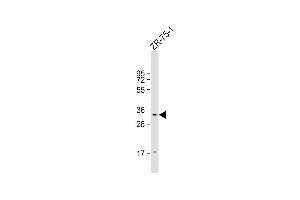 Anti-TAS2R50 Antibody (C-Term) at 1:1000 dilution + ZR-75-1 whole cell lysate Lysates/proteins at 20 μg per lane. (TAS2R50 anticorps  (AA 198-222))