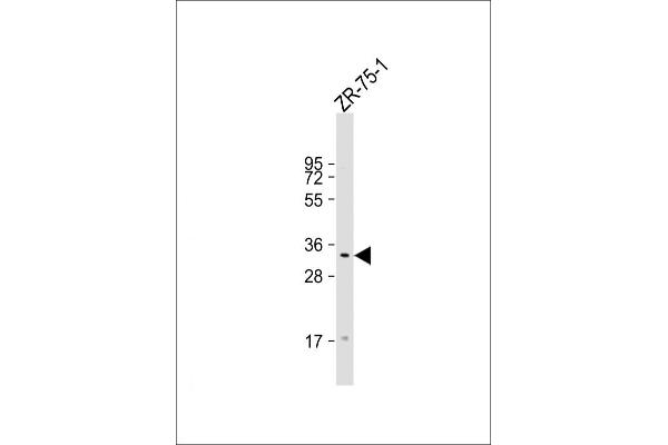 TAS2R50 anticorps  (AA 198-222)