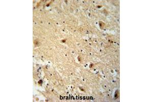 TBC14 antibody (Center) immunohistochemistry analysis in formalin fixed and paraffin embedded human brain tissie followed by peroxidase conjugation of the secondary antibody and DAB staining.