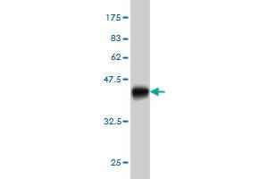 Western Blot detection against Immunogen (36.