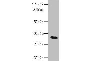 Western blot All lanes: TSGA13 antibody at 4 μg/mL + A549 whole cell lysate Secondary Goat polyclonal to rabbit at 1/10000 dilution Predicted band size: 32 kDa Observed band size: 32 kDa (TSGA13 anticorps  (AA 1-275))