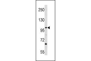 L3MBTL3 Antibody (N-term) (ABIN1881489 and ABIN2843287) western blot analysis in Ramos cell line lysates (35 μg/lane). (L3MBTL3 anticorps  (N-Term))