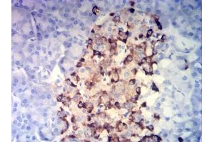 Immunohistochemical analysis of paraffin-embedded pancreatic tissues using CHGA mouse mAb with DAB staining. (Chromogranin A anticorps  (AA 278-457))
