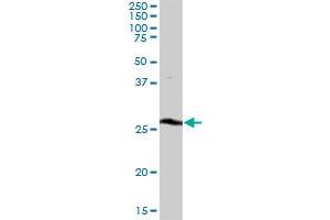 THTPA MaxPab polyclonal antibody. (THTPA anticorps  (AA 1-230))