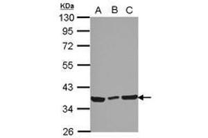 CCDC50 anticorps  (AA 1-187)