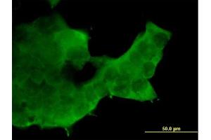 Immunofluorescence of purified MaxPab antibody to RBX1 on 293 cell.
