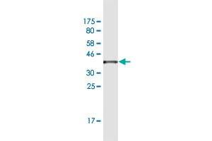 Western Blot detection against Immunogen (36.