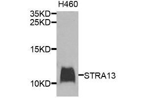 Western blot analysis of extracts of H460 cells, using STRA13 antibody (ABIN6003624) at 1/1000 dilution. (STRA13 anticorps)