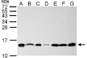 WB Image NHP2L1 antibody detects NHP2L1 protein by Western blot analysis. (NHP2L1 anticorps  (full length))