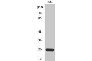 Western Blotting (WB) image for anti-Mitochondrial Ribosomal Protein S34 (MRPS34) (C-Term) antibody (ABIN3185684)