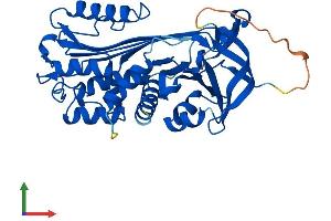 AlphaFold protein structure predicition of Mouse Recombinant Serpinb8 Protein, UniprotID O08800