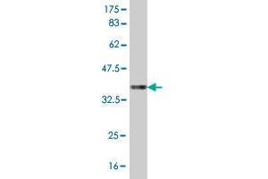 Western Blot detection against Immunogen (36.
