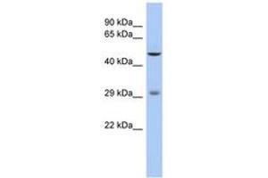 Image no. 1 for anti-Ladybird Homeobox 1 (Lbx1) (AA 71-120) antibody (ABIN6742319) (Lbx1 anticorps  (AA 71-120))