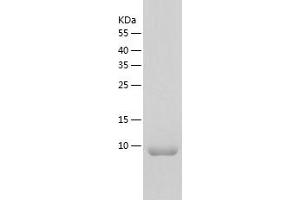 Western Blotting (WB) image for Death-Associated Protein (DAP) (AA 1-102) protein (His-IF2DI Tag) (ABIN7125146)