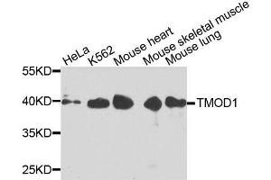 Western blot analysis of extracts of various cell lines, using TMOD1 antibody. (Tropomodulin 1 anticorps  (AA 1-359))