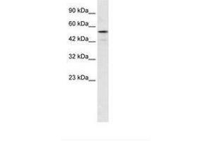 Image no. 1 for anti-Smad Nuclear Interacting Protein 1 (SNIP1) (AA 192-241) antibody (ABIN6735930)