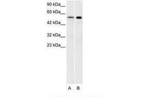Image no. 1 for anti-Serotonin Receptor 1A (HTR1A) (N-Term) antibody (ABIN202484) (Serotonin Receptor 1A anticorps  (N-Term))