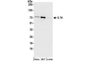 anti-Taxilin alpha (TXLNA) (AA 1-50) antibody