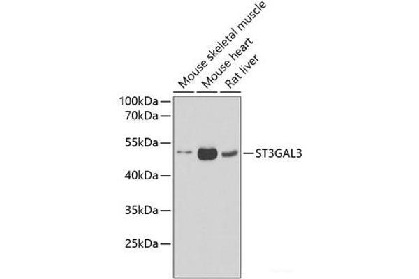 ST3GAL3 antibody