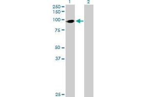 Western Blot analysis of HIC2 expression in transfected 293T cell line by HIC2 MaxPab polyclonal antibody. (HIC2 anticorps  (AA 1-615))