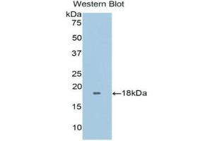 Western Blotting (WB) image for anti-Fibronectin Type III Domain Containing 5 (FNDC5) (AA 2-137) antibody (ABIN1171766)