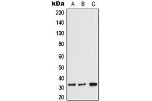 Western blot analysis of TRA2A expression in HeLa (A), Jurkat (B), 129Sv (C) whole cell lysates. (TRA2A anticorps  (C-Term))