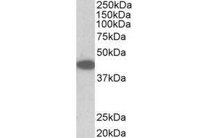 Western Blotting (WB) image for anti-Tribbles Homolog 1 (TRIB1) (Internal Region) antibody (ABIN2464940) (TRIB1 anticorps  (Internal Region))
