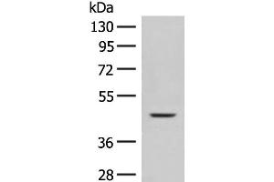 Western blot analysis of Mouse liver tissue lysate using FUT10 Polyclonal Antibody at dilution of 1:450
