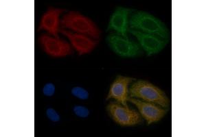 F2RL1 Mouse Monoclonal Antibody staining Hela cells by IF/ICC.