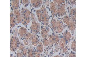 IHC-P analysis of Kidney tissue, with DAB staining. (CDC23 anticorps  (AA 366-597))