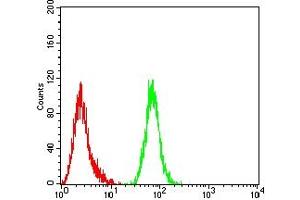 Flow cytometric analysis of Hela cells using MDM2 mouse mAb (green) and negative control (red).