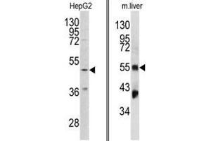 Image no. 1 for anti-Fibrinogen gamma Chain (FGG) (Chain gamma), (N-Term) antibody (ABIN452999) (FGG anticorps  (Chain gamma, N-Term))