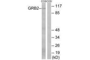 Western blot analysis of extracts from COS cells, using GRB2 (Ab-159) antibody. (GAB2 anticorps  (Ser159))