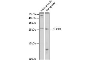 Western blot analysis of extracts of various cell lines, using CHODL antibody (ABIN7266349) at 1:1000 dilution. (CHODL anticorps  (AA 110-210))