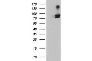 Western Blotting (WB) image for anti-Arginyl Aminopeptidase (Aminopeptidase B) (RNPEP) antibody (ABIN1500729) (RNPEP anticorps)
