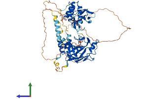 AlphaFold protein structure predicition of Mouse Recombinant Smad4 Protein, UniprotID P97471