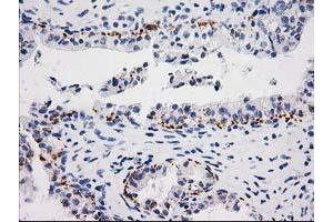 Image no. 1 for anti-Monoglyceride Lipase (MGLL) antibody (ABIN1499441) (MGLL anticorps)