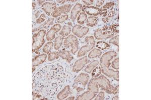 Immunohistochemical analysis of A on paraffin-embedded Human kidney tissue.