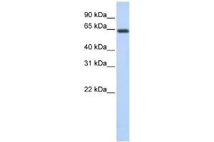UPF3B antibody used at 1 ug/ml to detect target protein. (UPF3B anticorps)
