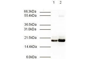 Immunoblotting. (MAD2L2 anticorps  (AA 3-14))