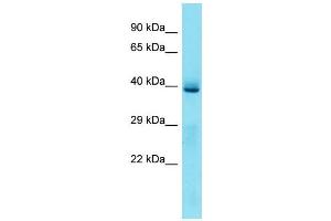 Host:  Rabbit  Target Name:  Klf3  Sample Type:  Mouse Liver lysates  Antibody Dilution:  1.