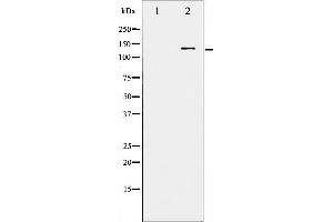Western blot analysis of FGFR1 phosphorylation expression in EGF treated HepG2 whole cell lysates,The lane on the left is treated with the antigen-specific peptide. (FGFR1 anticorps  (pTyr766))