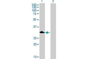 Western Blot analysis of C1QTNF9 expression in transfected 293T cell line by C1QTNF9 MaxPab polyclonal antibody.