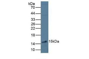 VEGFA antibody  (AA 28-147)
