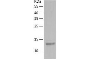 FABP-1 (AA 1-127) protein (His-IF2DI Tag)