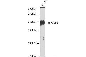 Western blot analysis of extracts of HL-60 cells using RPGRIP1 Polyclonal Antibody at dilution of 1:1000. (RPGRIP1 anticorps)