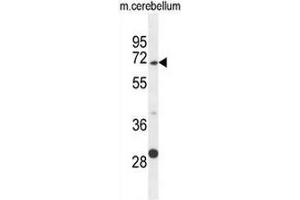 GPC5 Antibody (N-term) western blot analysis in mouse cerebellum tissue lysates (35µg/lane). (GPC5 anticorps  (N-Term))