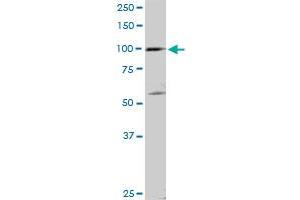 SCYL2 MaxPab rabbit polyclonal antibody.